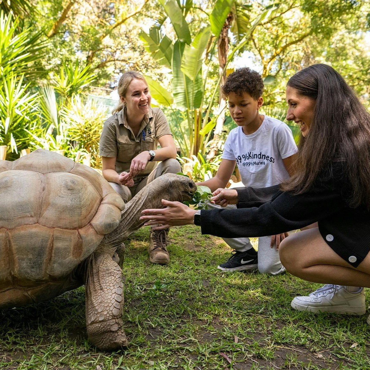 Adelaide Zoo turtle