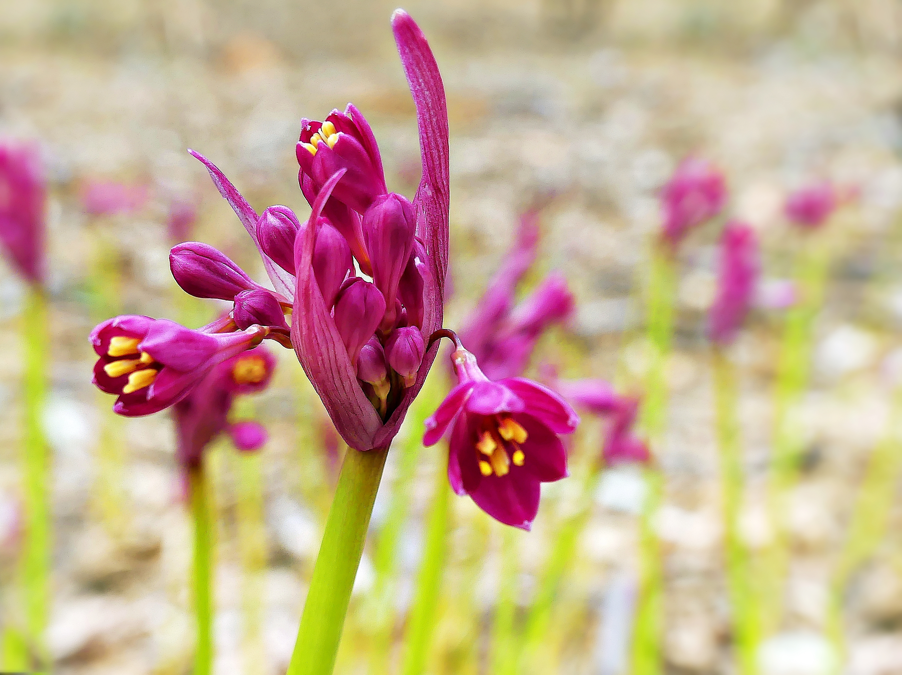 Biodiversity in Adelaide | City of Adelaide