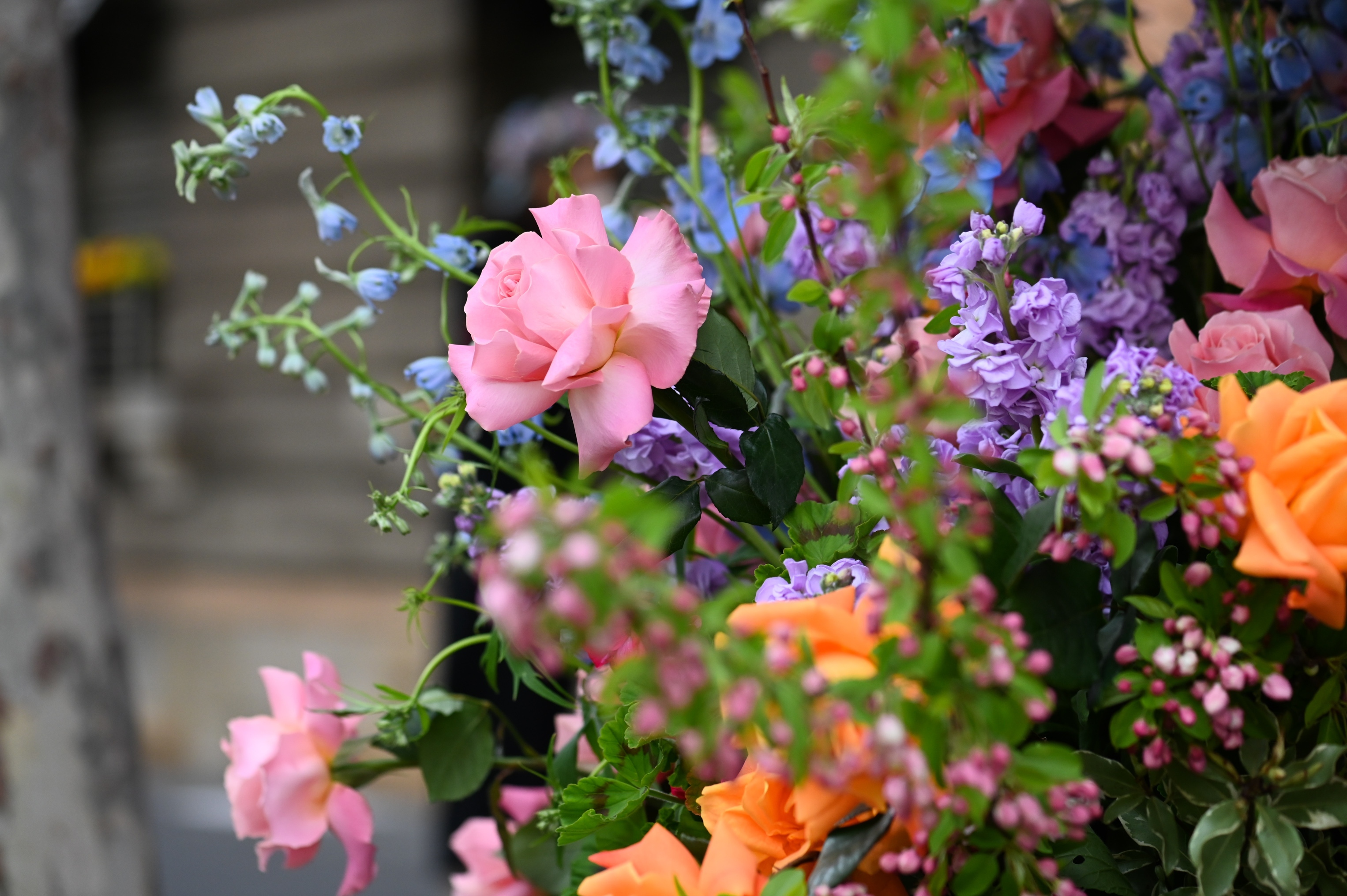 Flower Day City of Adelaide