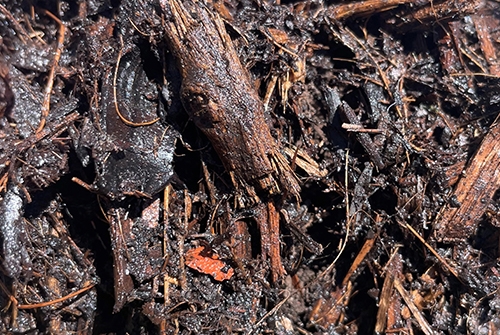 Park Lands Fine Mulch Wet