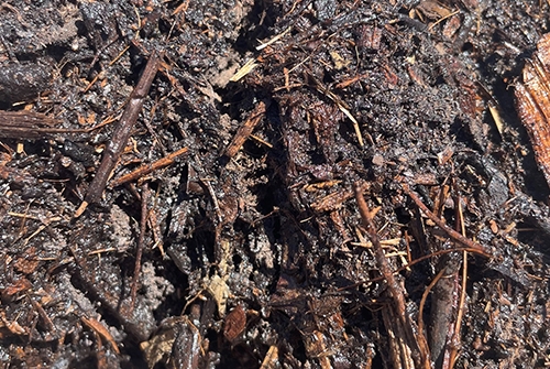 Parklands Course Plus Mulch Wet