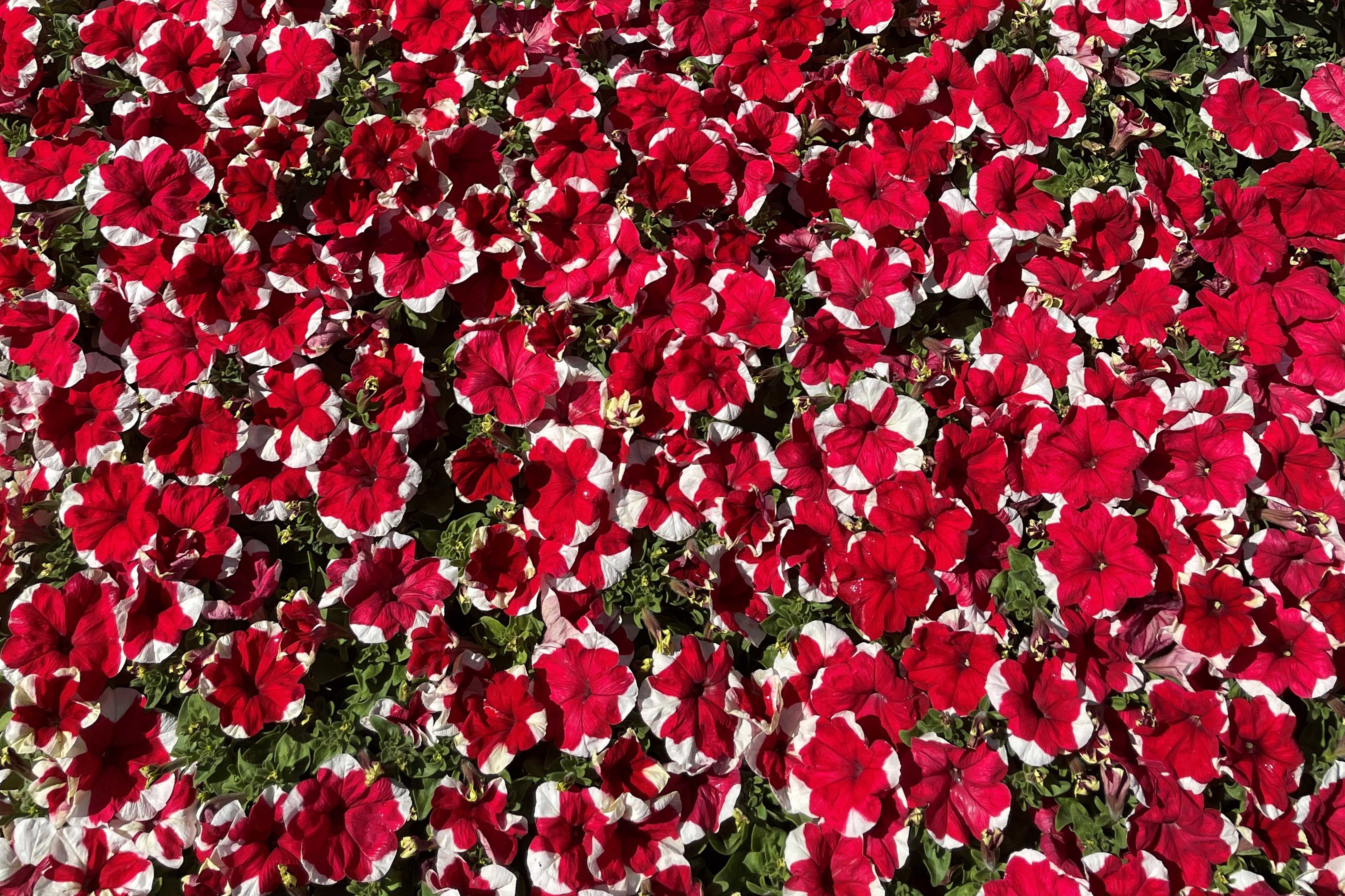 Petunias Christmas
