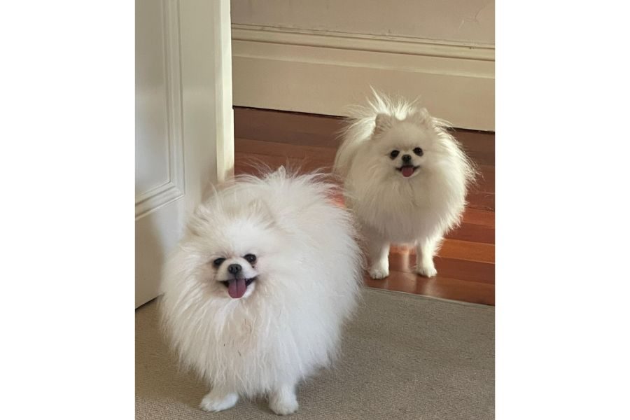 Pooch pals10