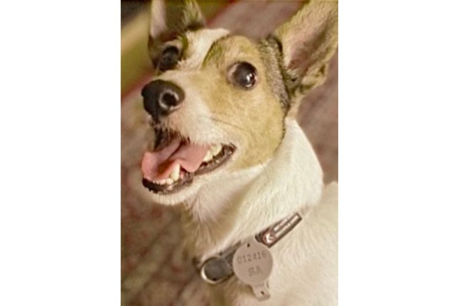 Pooch pals8