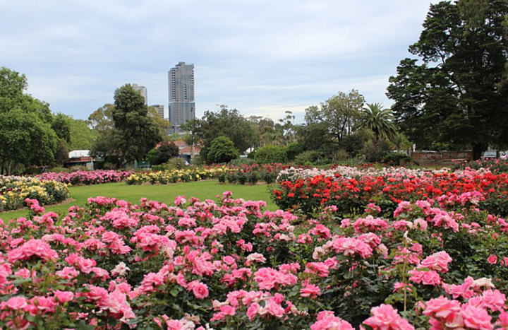 Rymill Park Rose Gardens