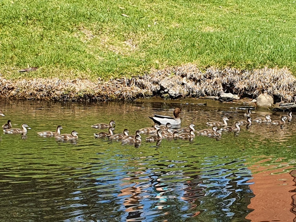 22 ducklings popeye