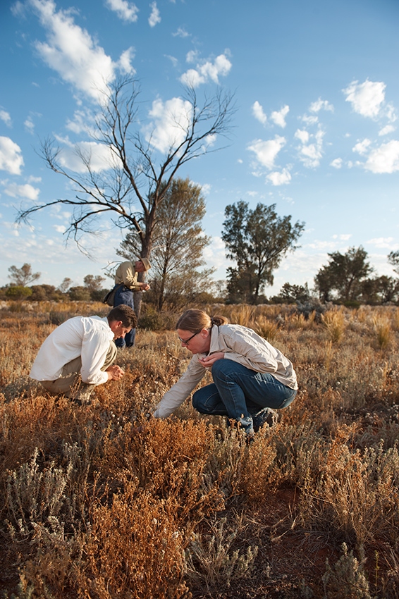 Seed collecting in mamungari cp