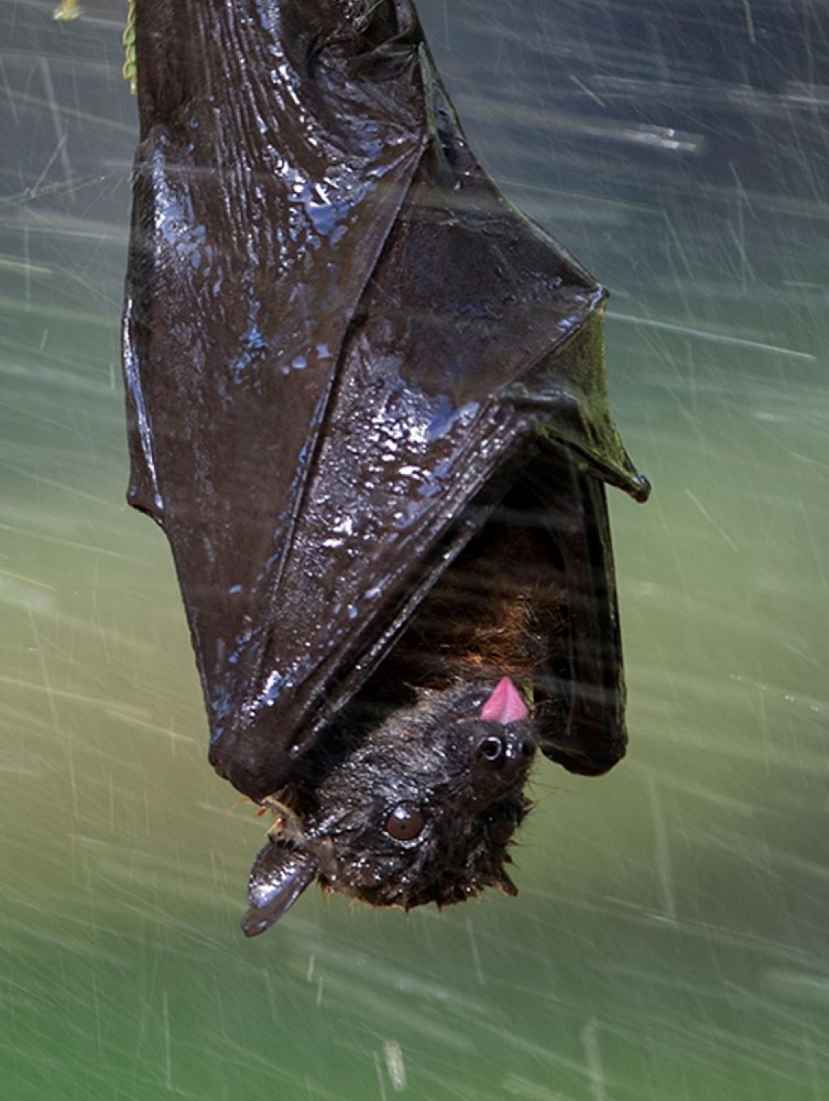 Flying (foxes) into our hearts Adelaide Living