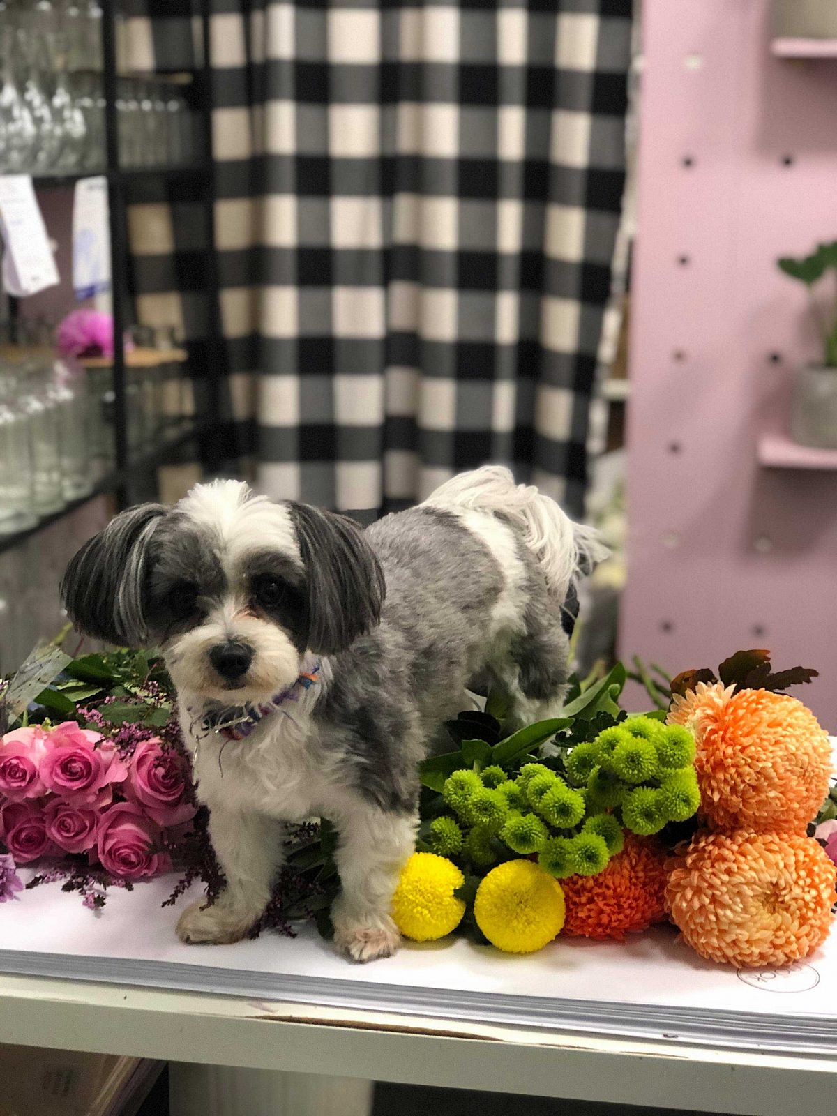 Rosie the dog at the flower nook