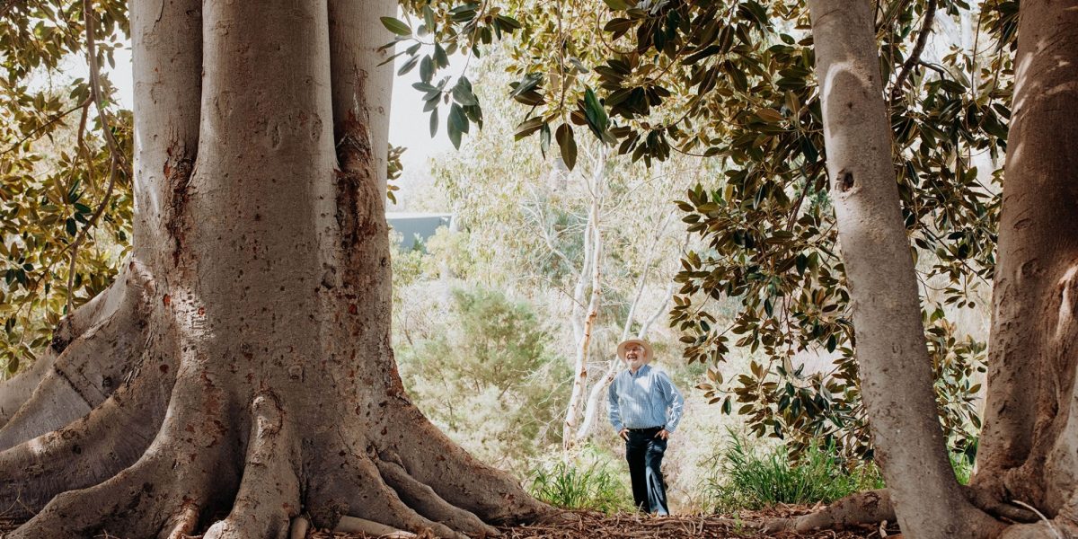 Keith conlon under the moreton bag fig trees