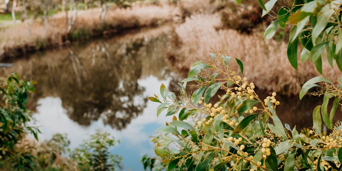 Riverbank flora