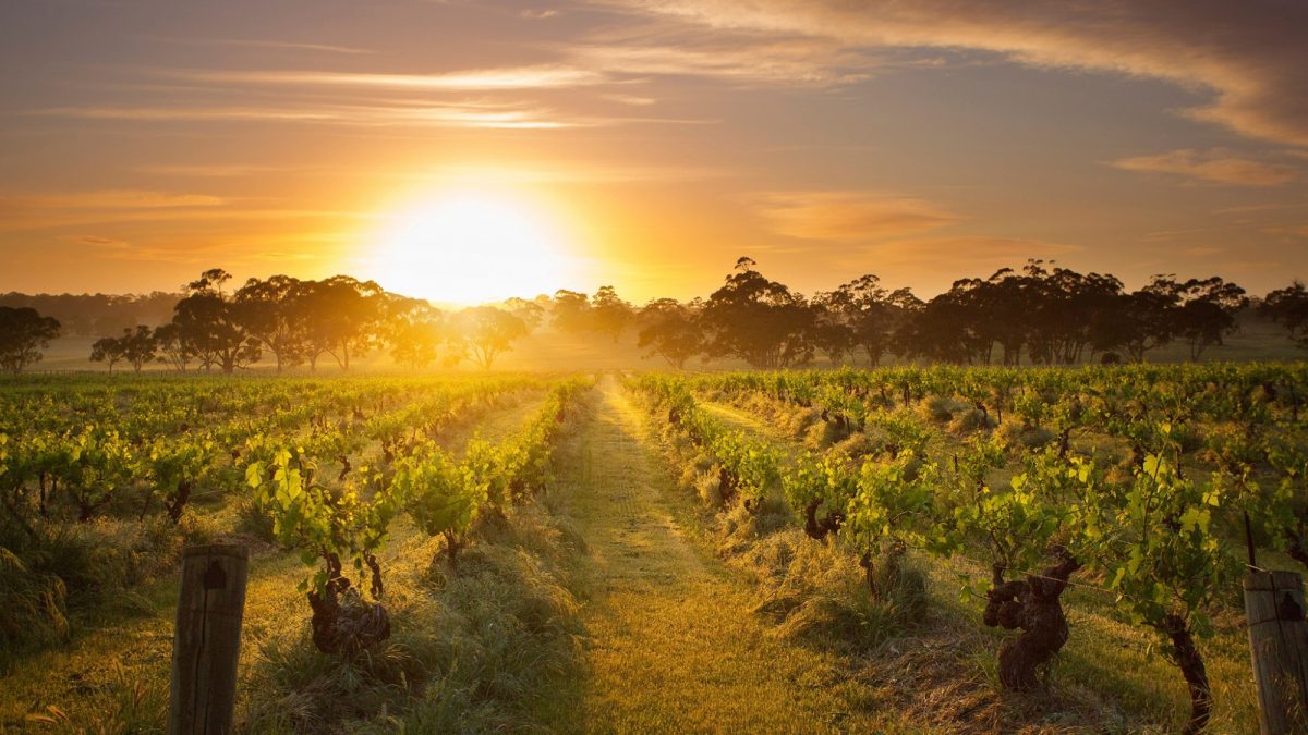 Sunset over vineyard