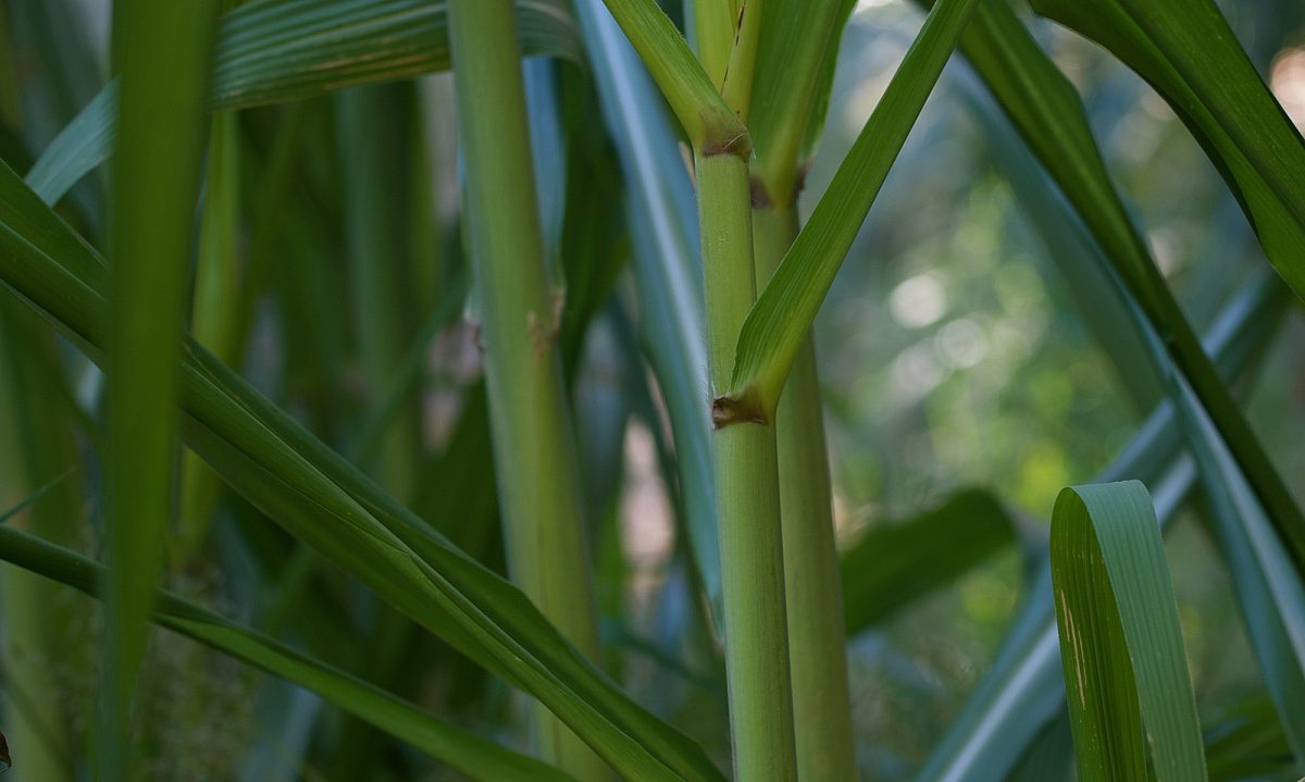 Sugar cane DSC 9938