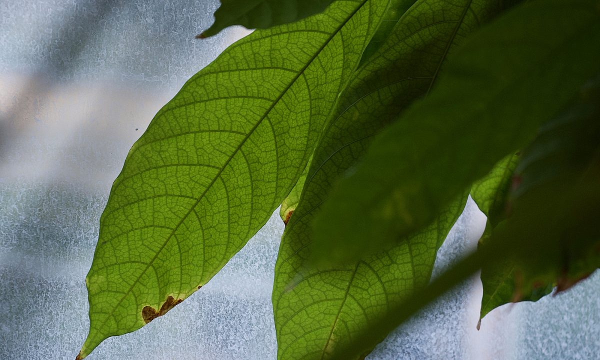 Cacao plant