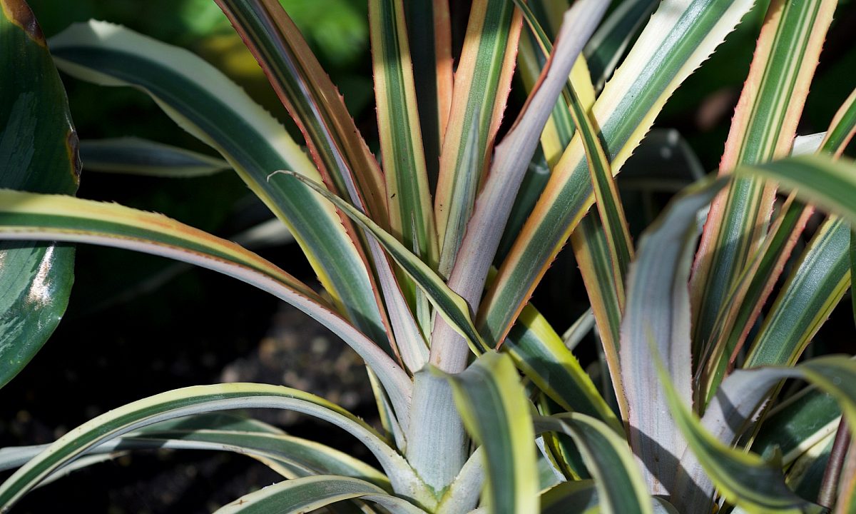 Pineapple plant