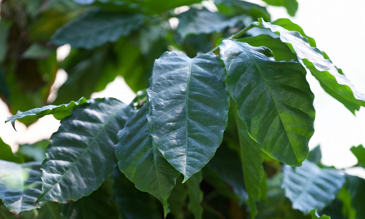 Coffee plant