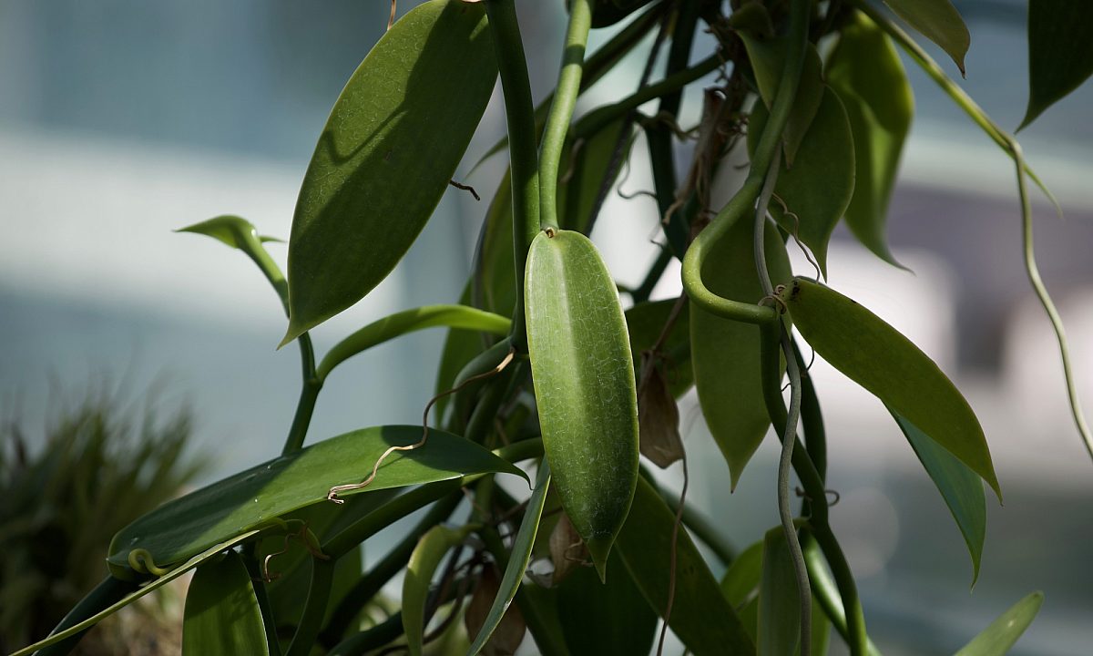 Vanilla plant
