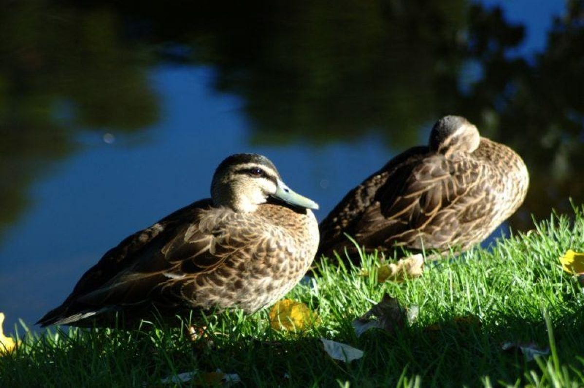 Ducks on torrens river
