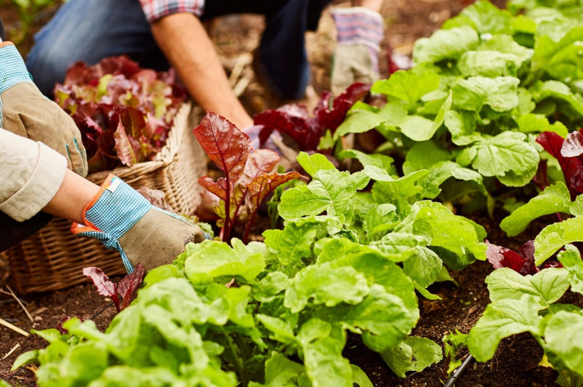 Growing vegetables
