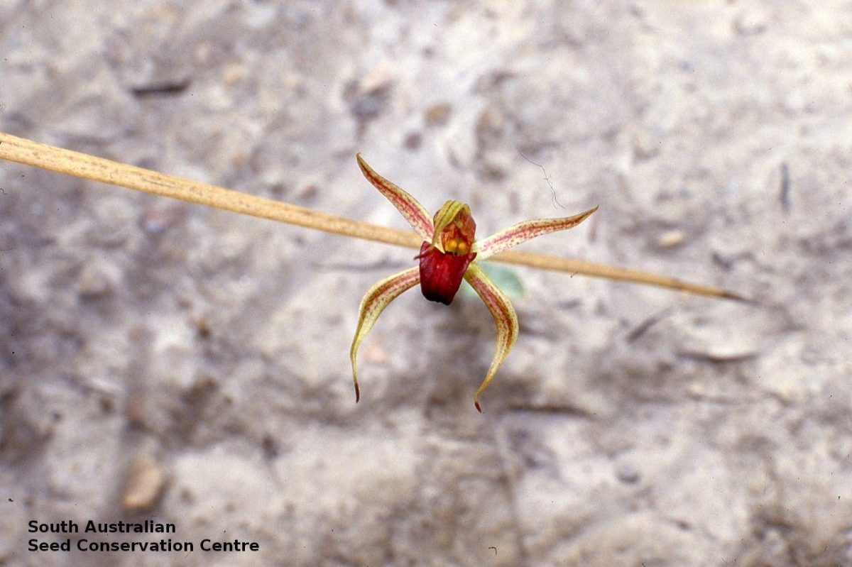 Caladenia ovata f denzel murfet deep creek cp