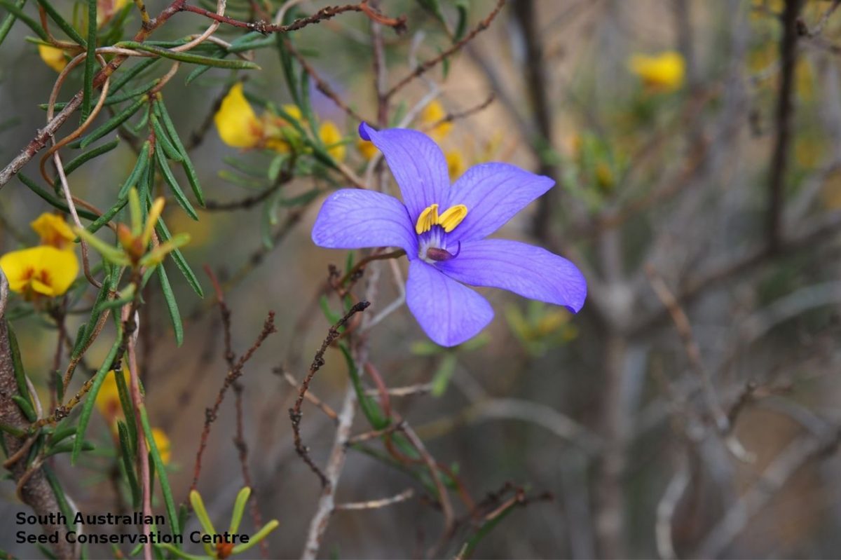 Cheiranthera volubilis flower scotts cove ki 2 crop