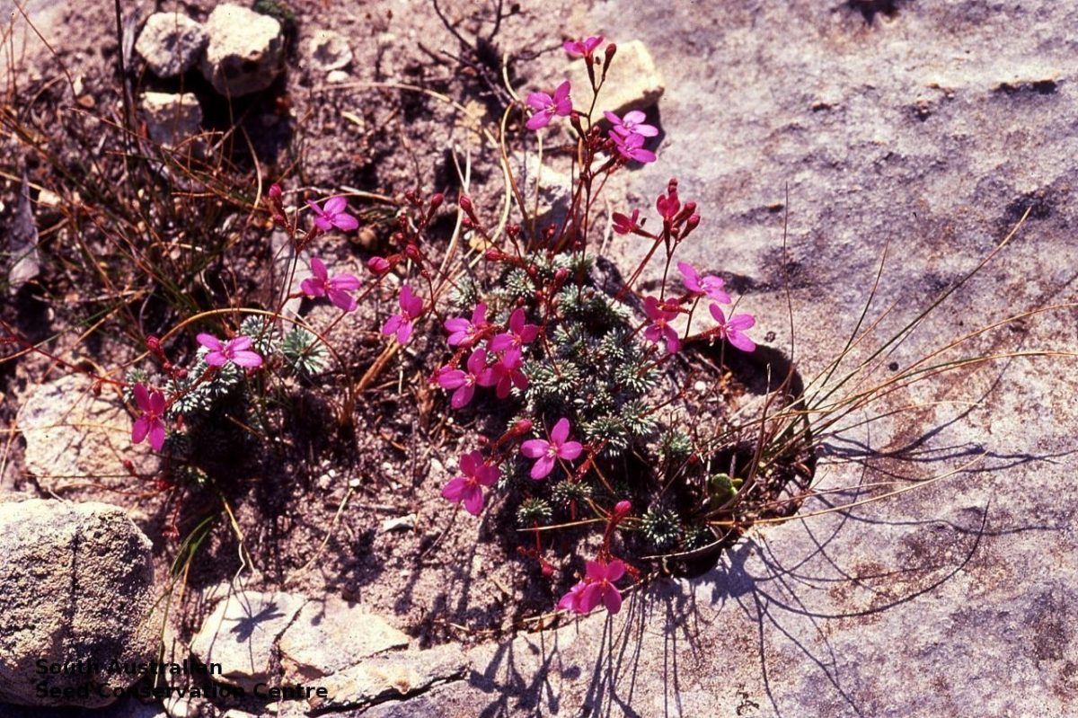 Stylidium tepperianum plant denzel murfet kangaroo island