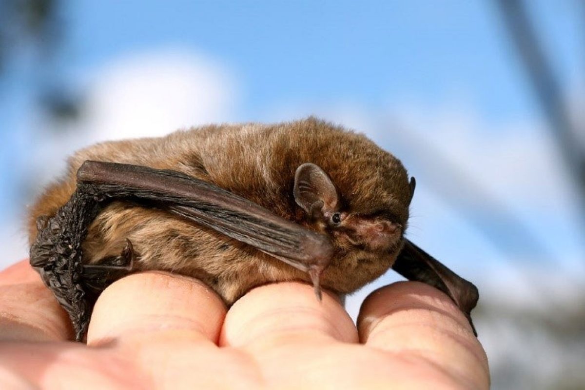 Fauna rescue gh flying fox 4