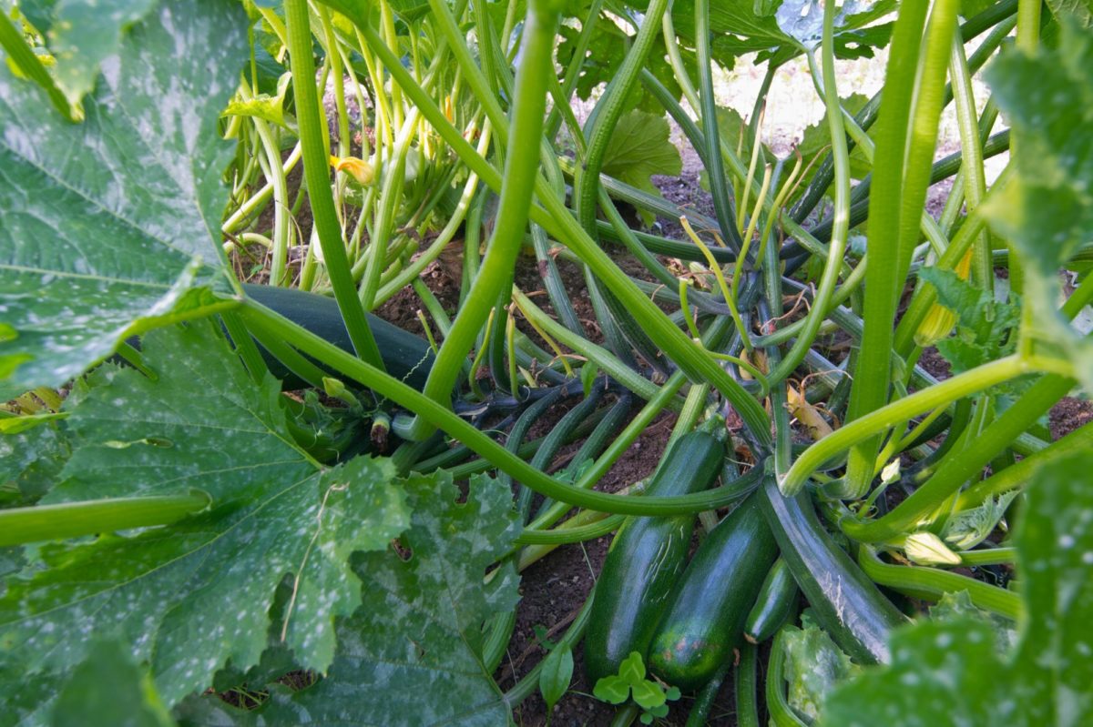 Zucchini plant