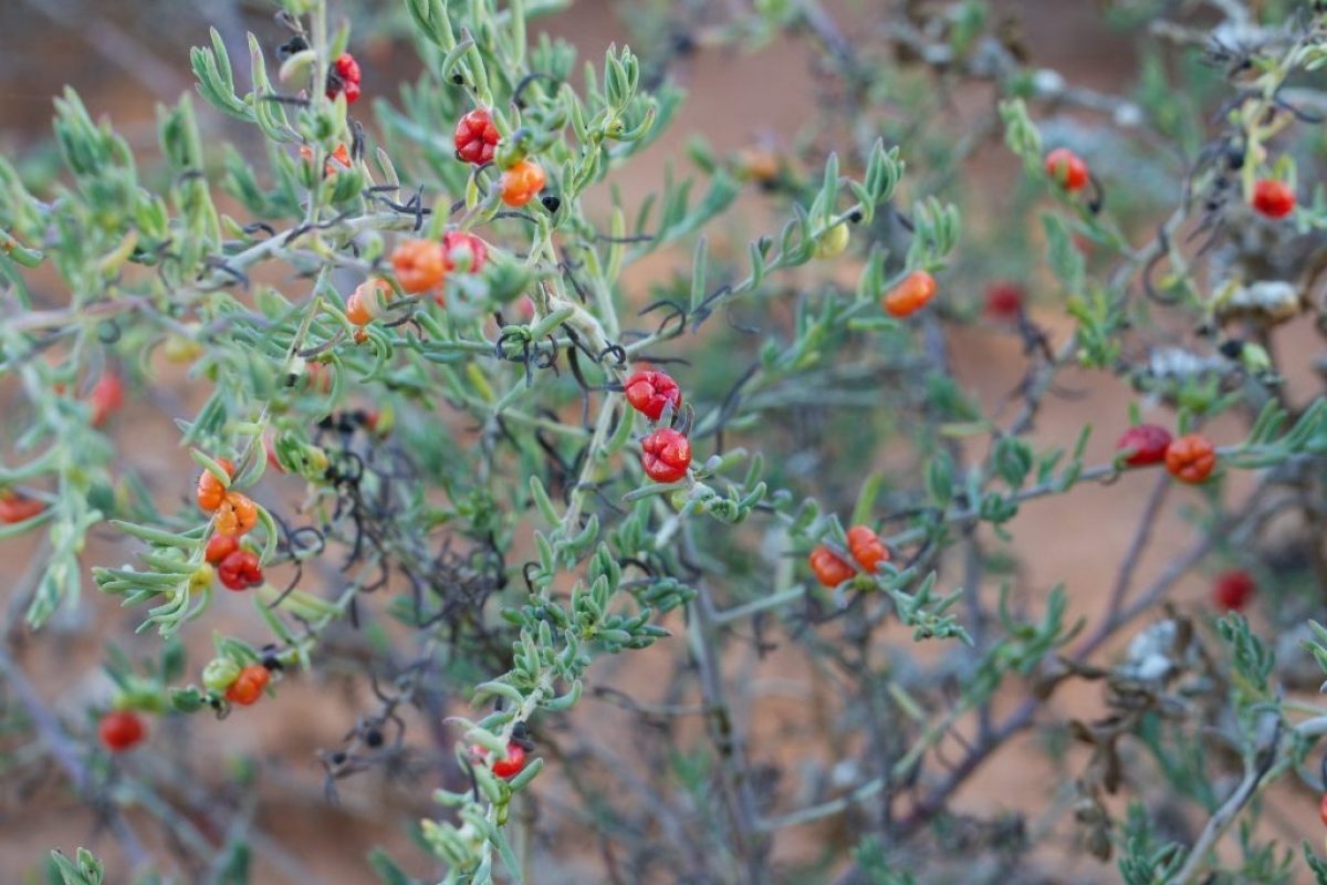 Ruby saltbush julie burgher flickr