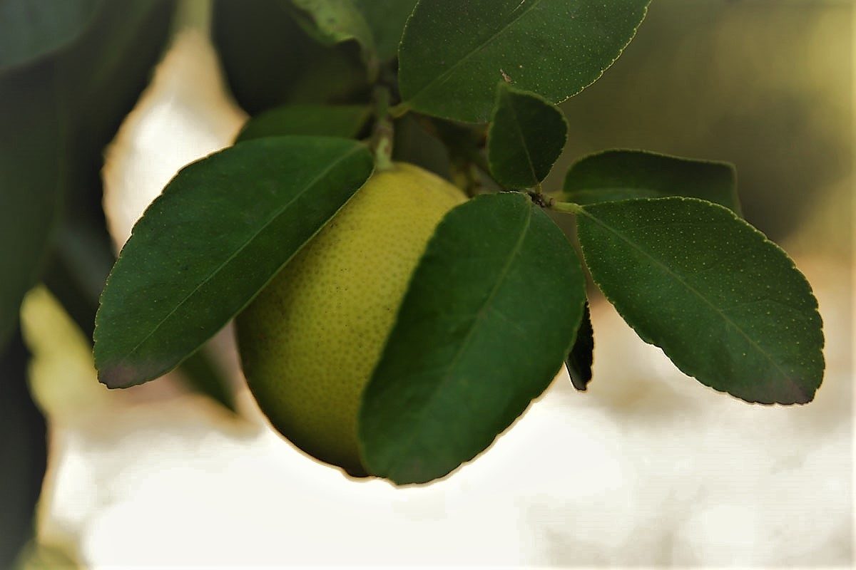 Pocket Orchard 6a 1