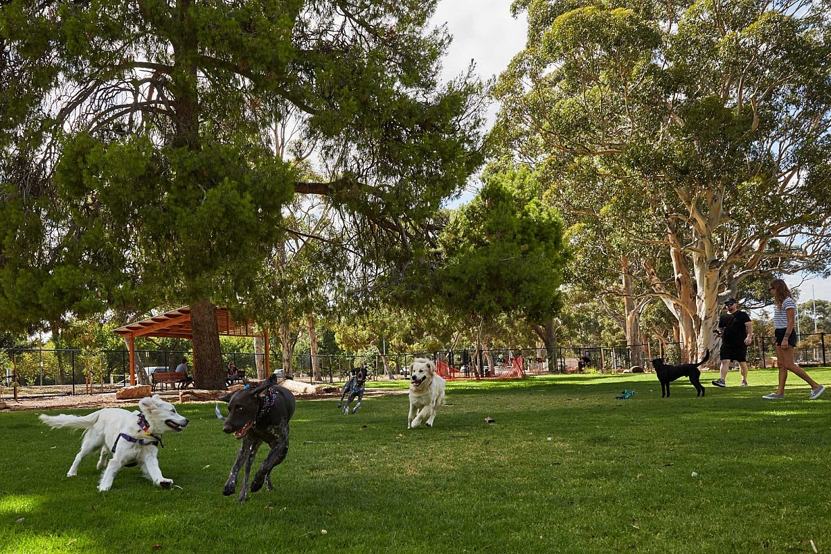 City dog park photo ryan cantwell