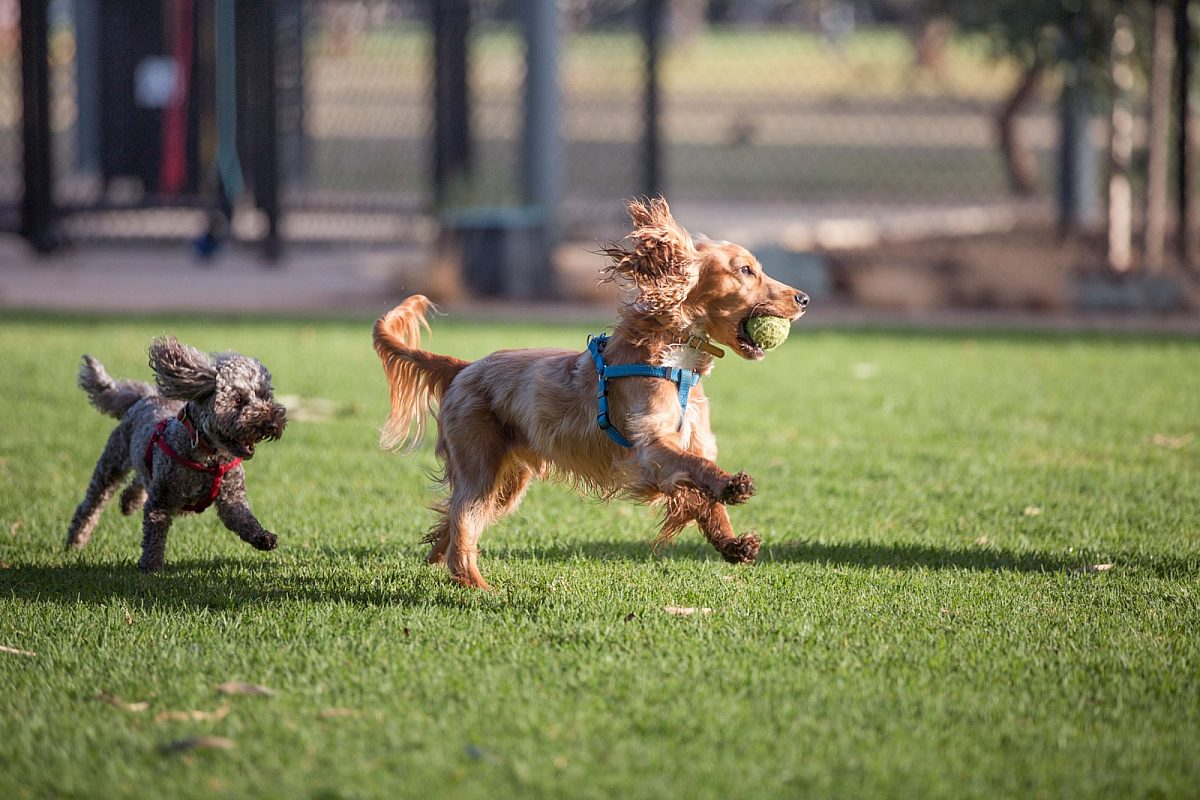 Dogs playing in the parkjpg