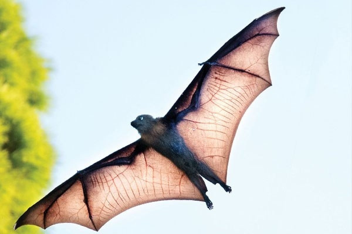 Grey headed flying fox in the sky