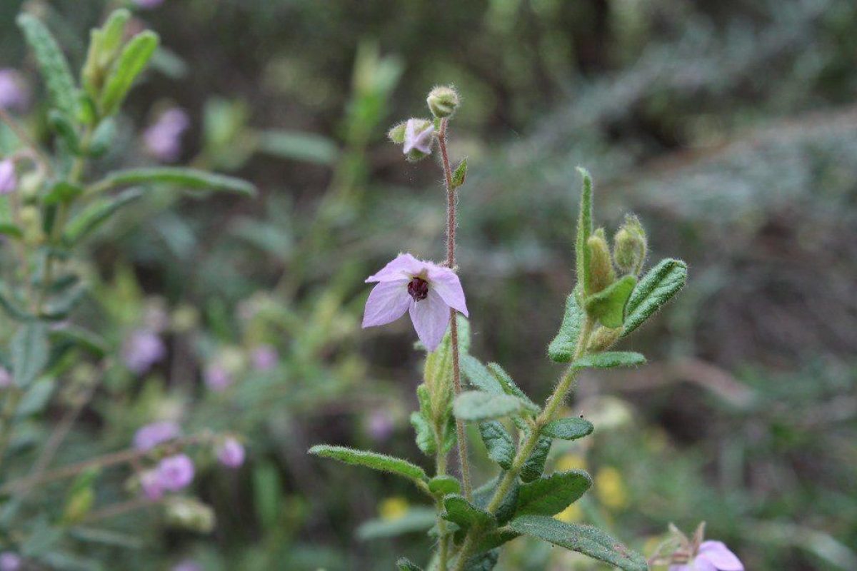 Paper flower julie burgher flickr