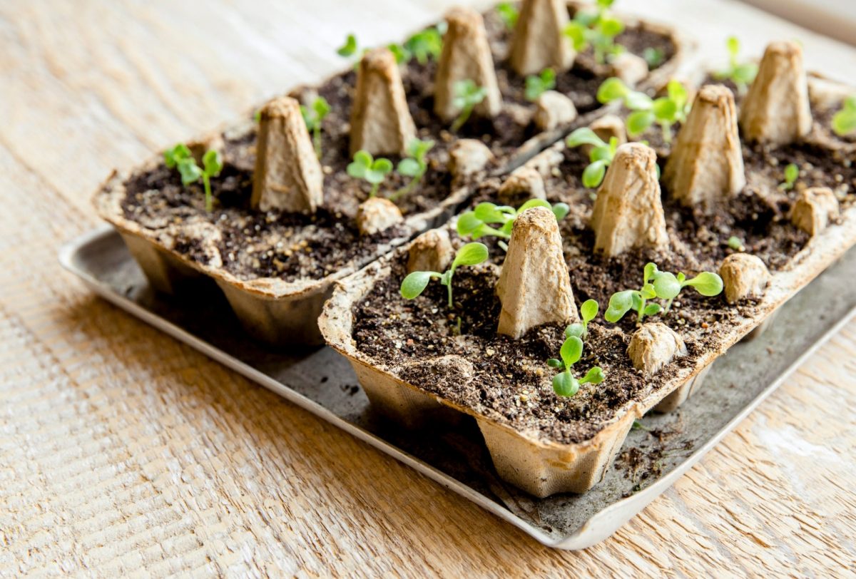 Seedlings in egg carton
