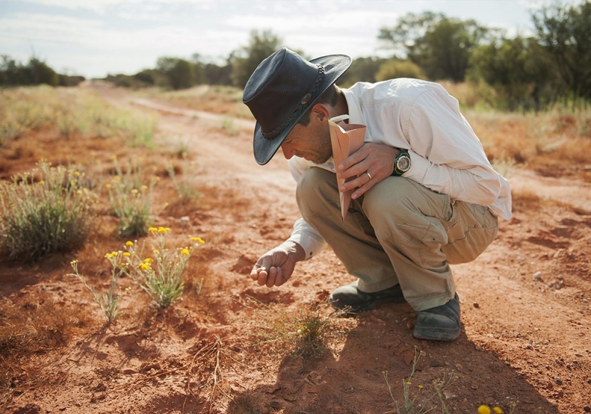 Seed collecting