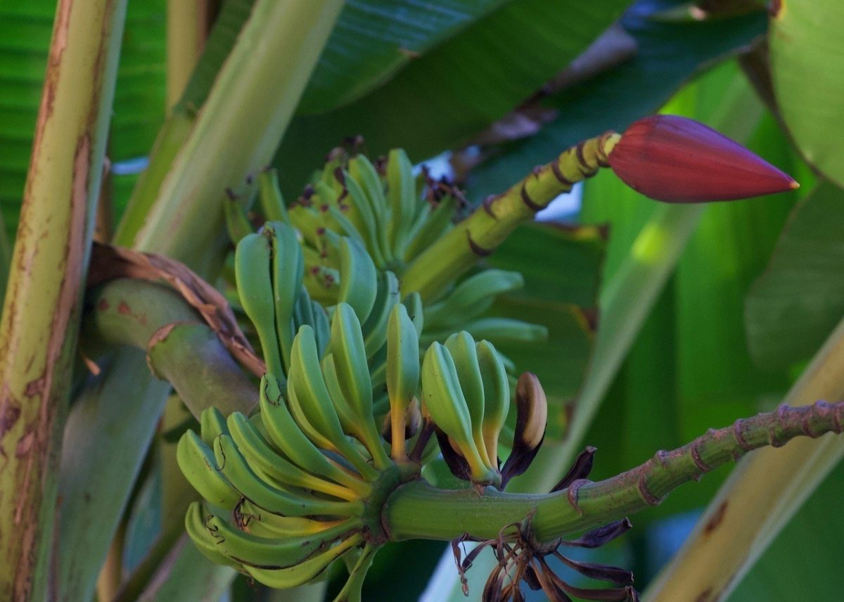 Banana