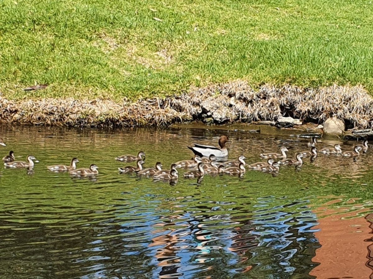 22 ducklings popeye