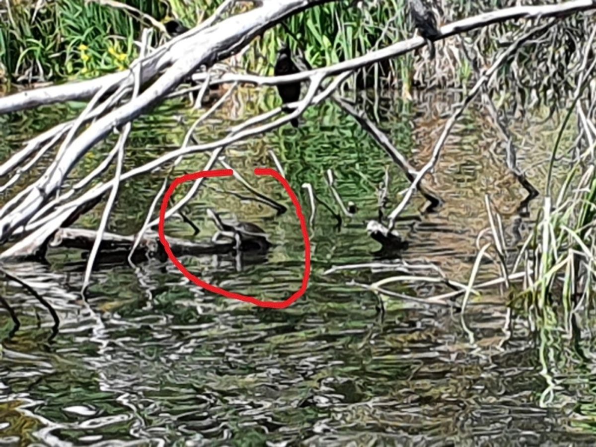 Turtle torrens
