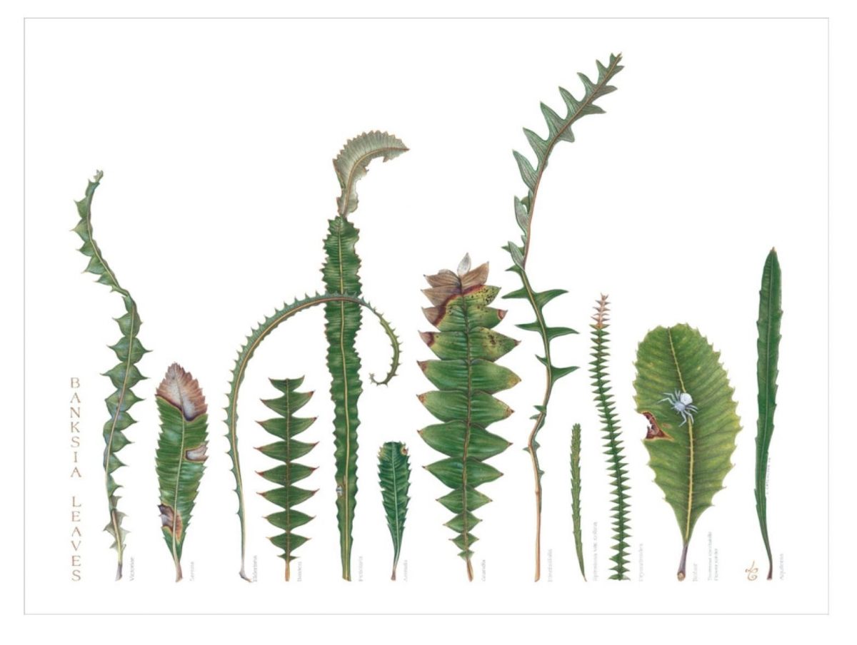 Banksia leaves by linda catchlove