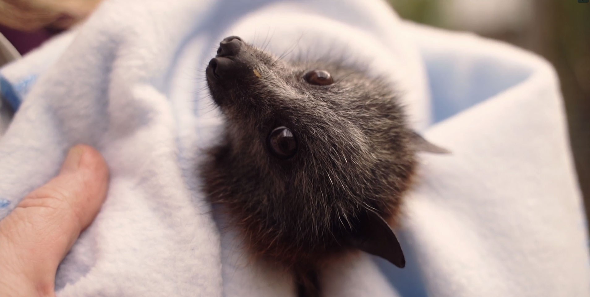 Flying (foxes) into our hearts Adelaide Living