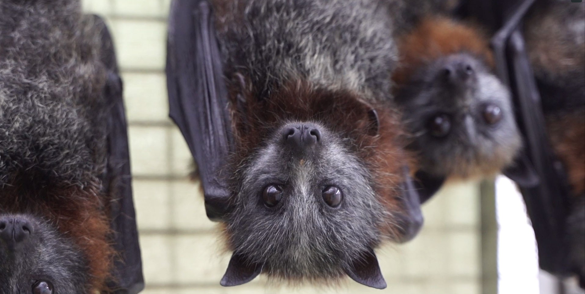 Fauna rescue gh flying fox 7