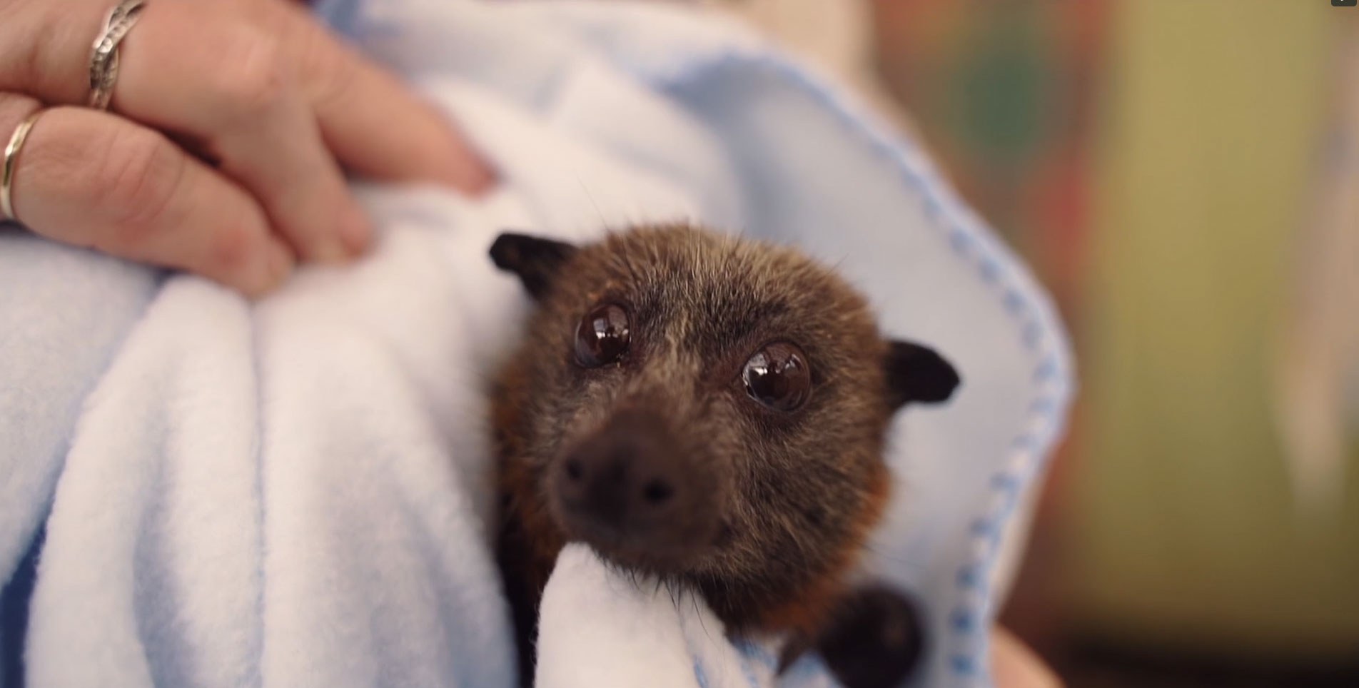 Fauna rescue gh flying fox 8