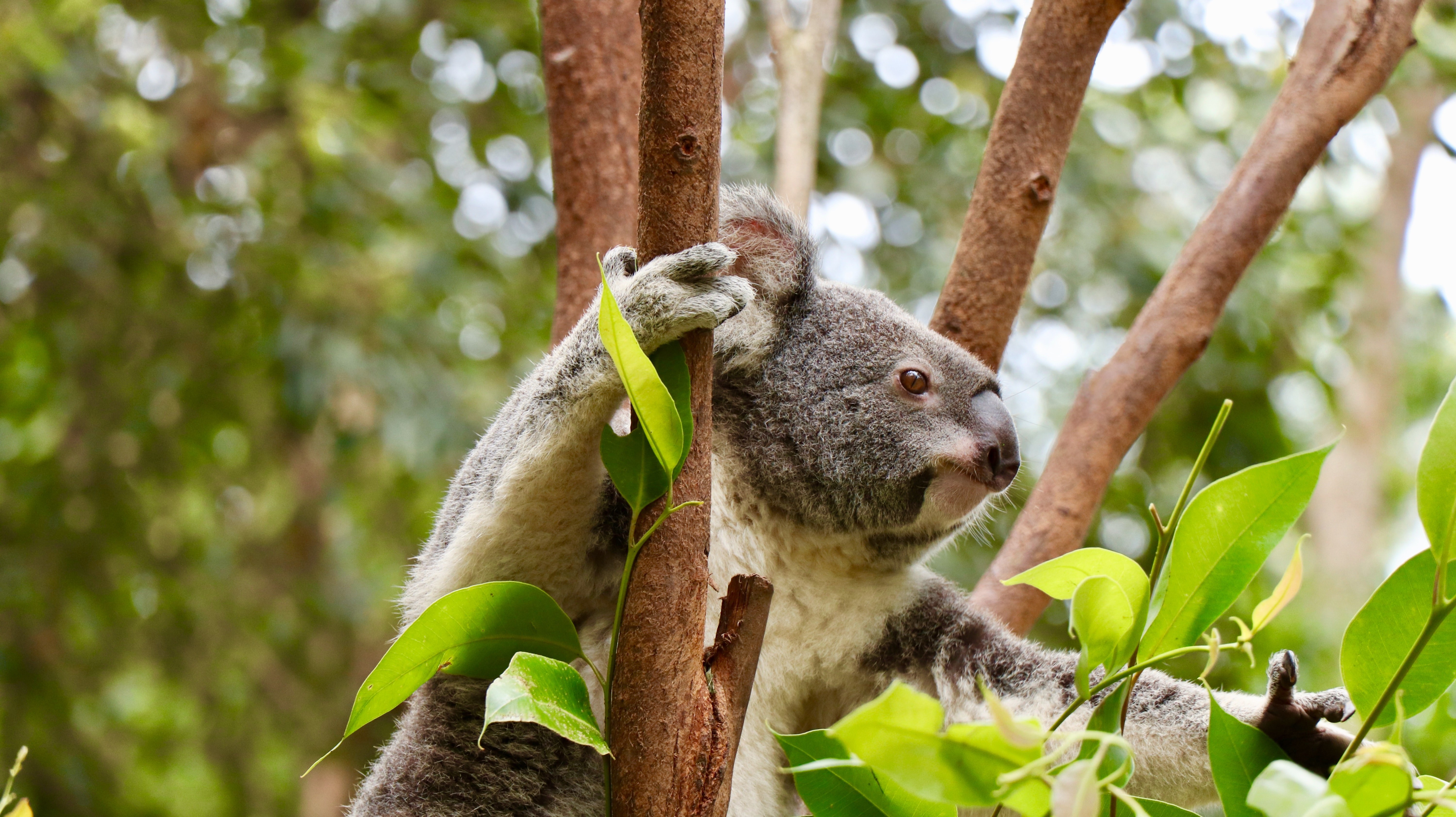 Koala wildlife skyler h unsplash