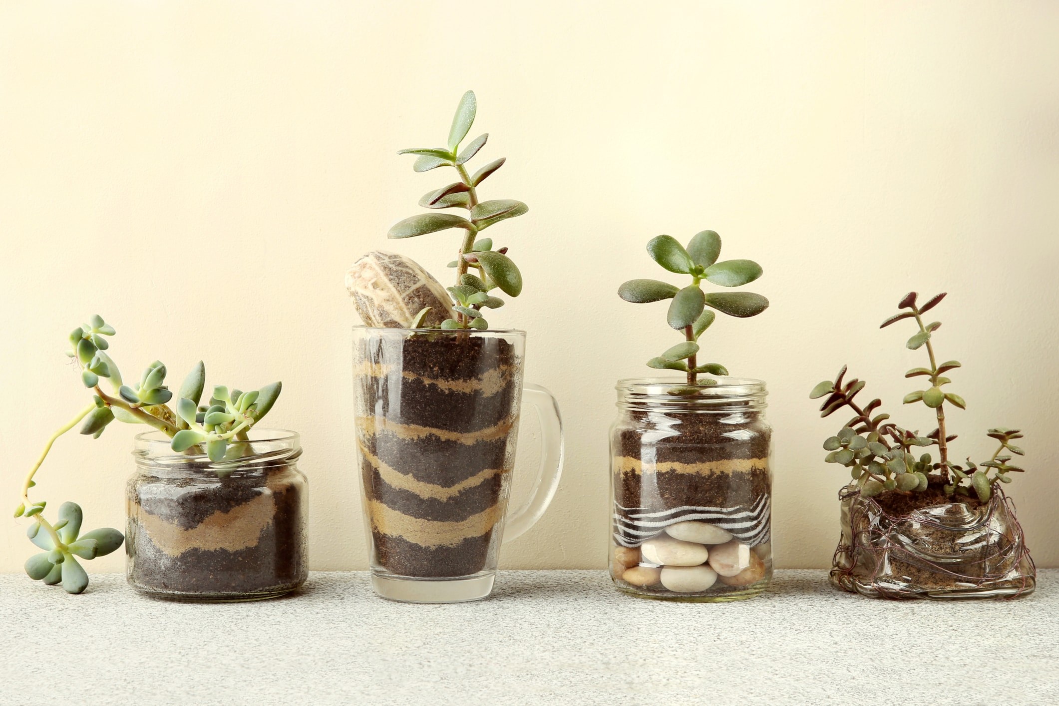 Succulent gift