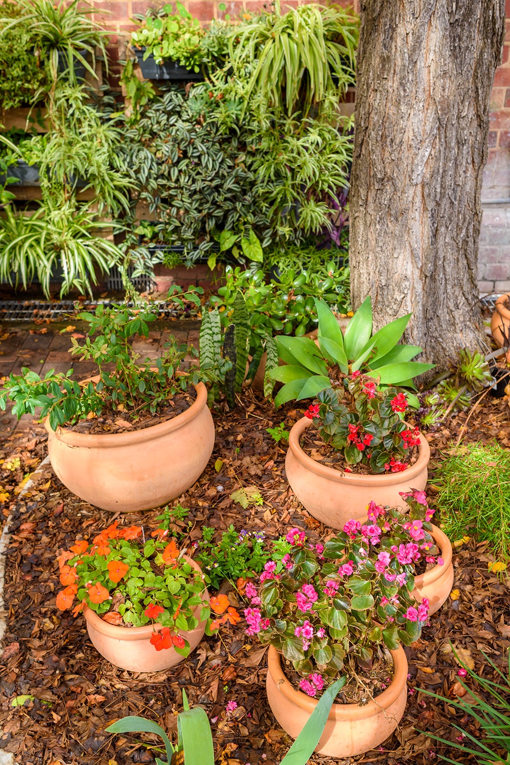 Westcare courtyard garden