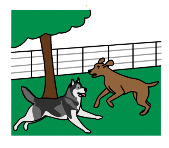 dogs in park playing