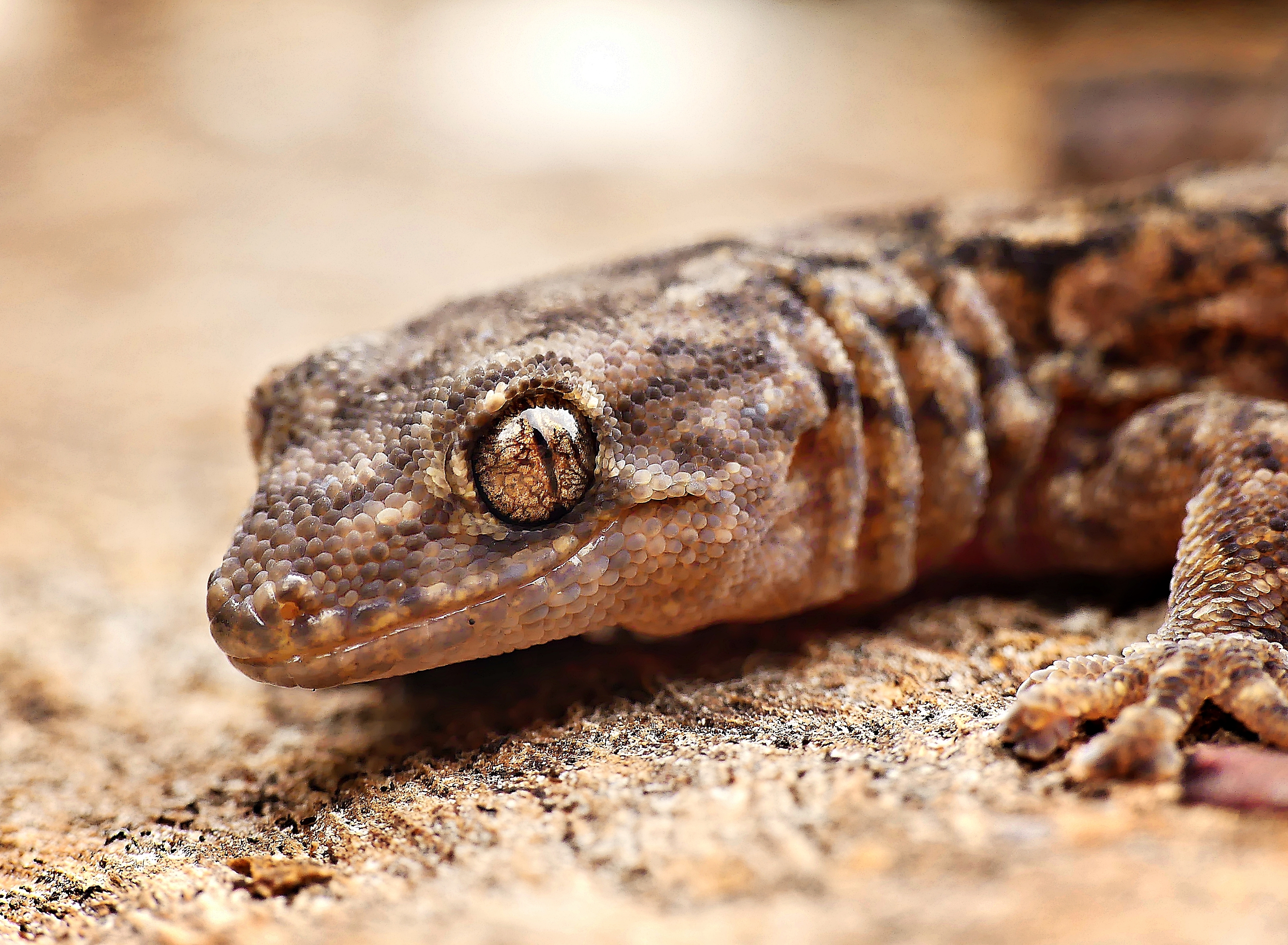 Biodiversity in Adelaide | City of Adelaide