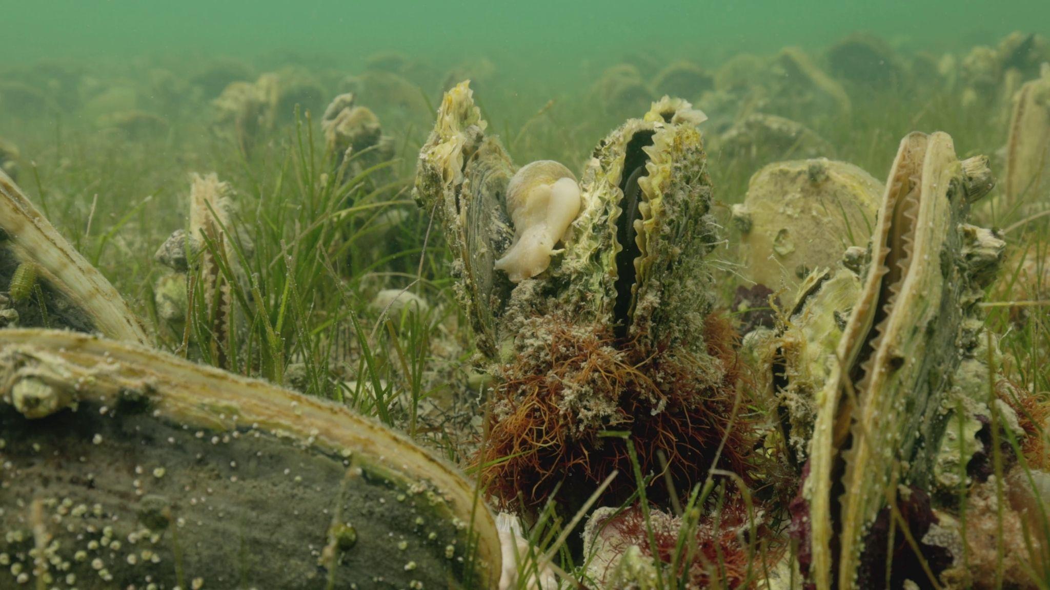 Stefan Andrews courtesy of Great Southern Reef Foundation