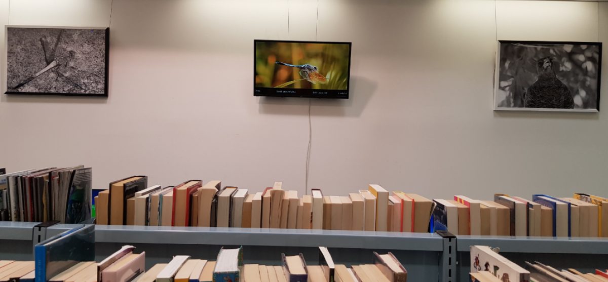 Library hutt exhibition animals